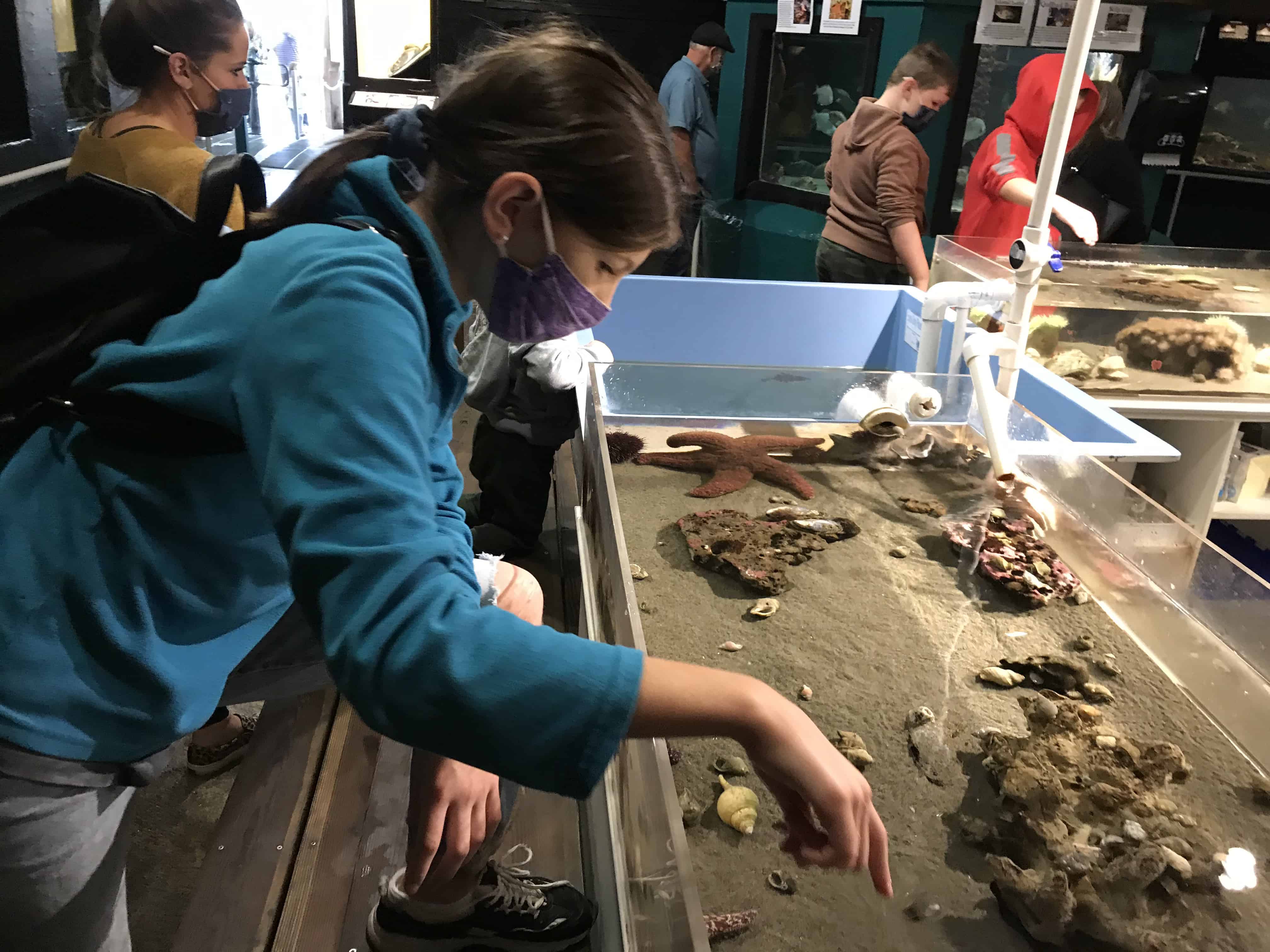 girl touching starfish in tank. 