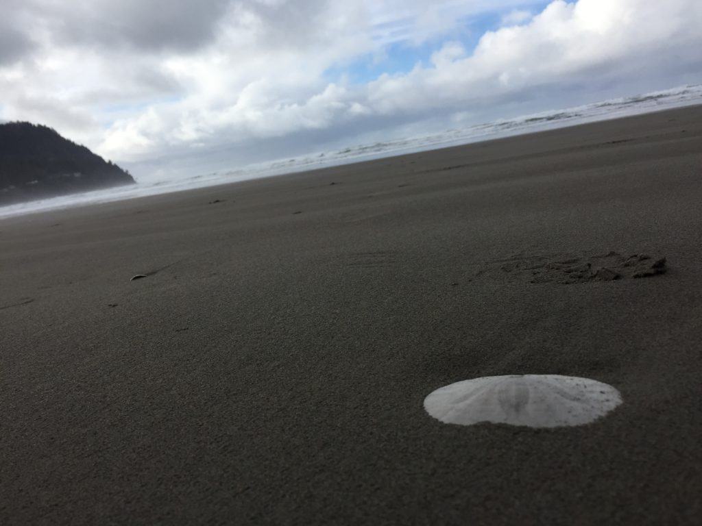 Sand dollar on the Seaside beach. We highly recommend a family vacation in Seaside Oregon - beach treasures abound!