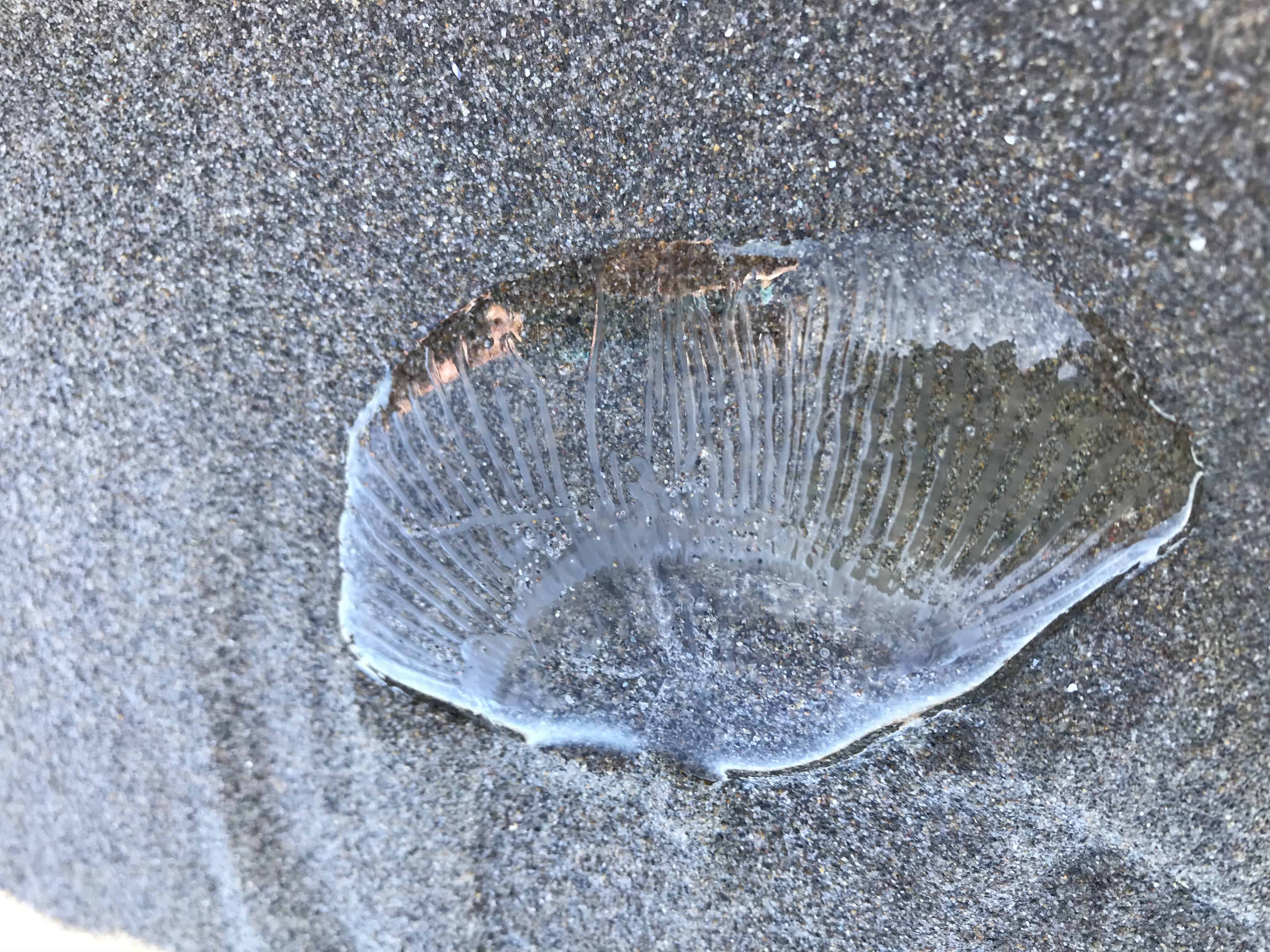 jellyfish on sand