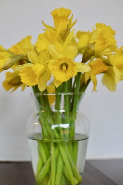 yellow daffodils in a vase