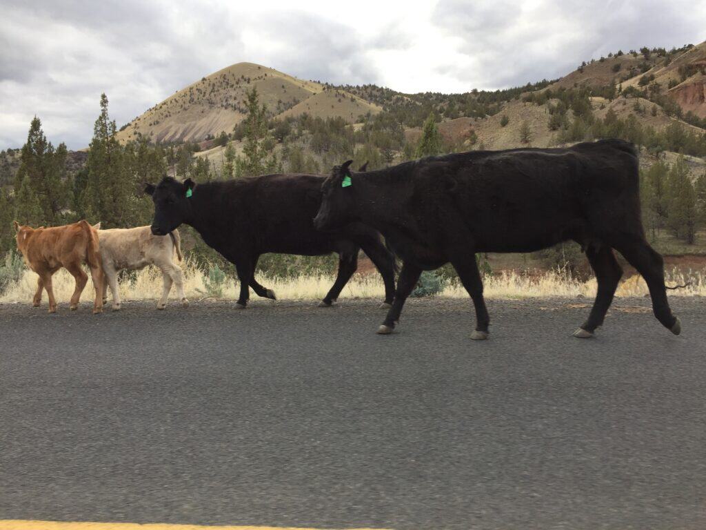 Cows and calves walking on the road