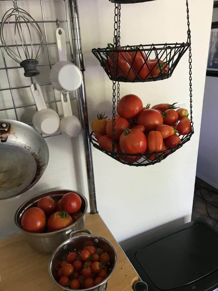 A huge harvest of tomatoes.