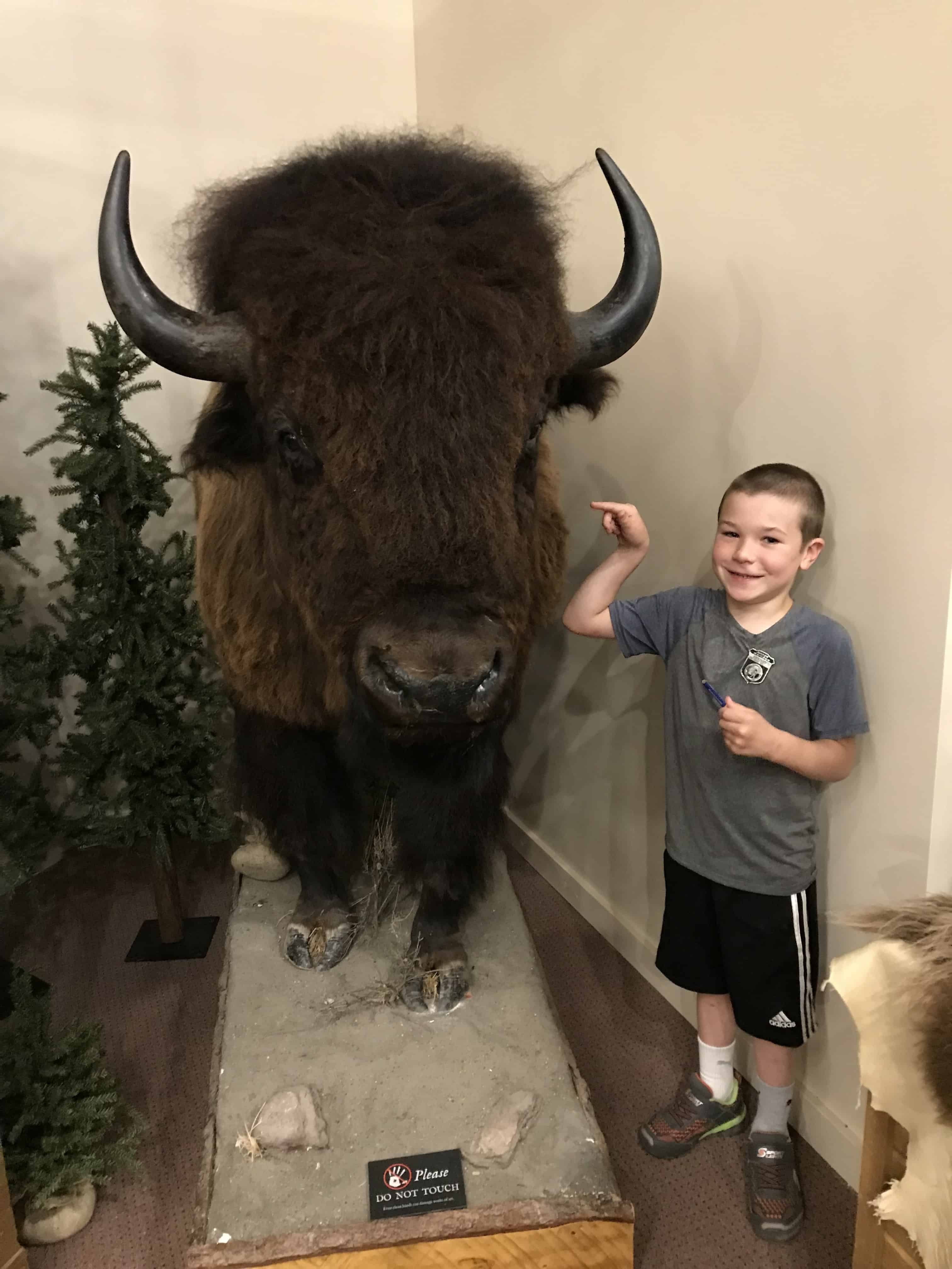 Taxidermied bison with child next to it. Located at the Museum of the Mountain Man, Wyoming.