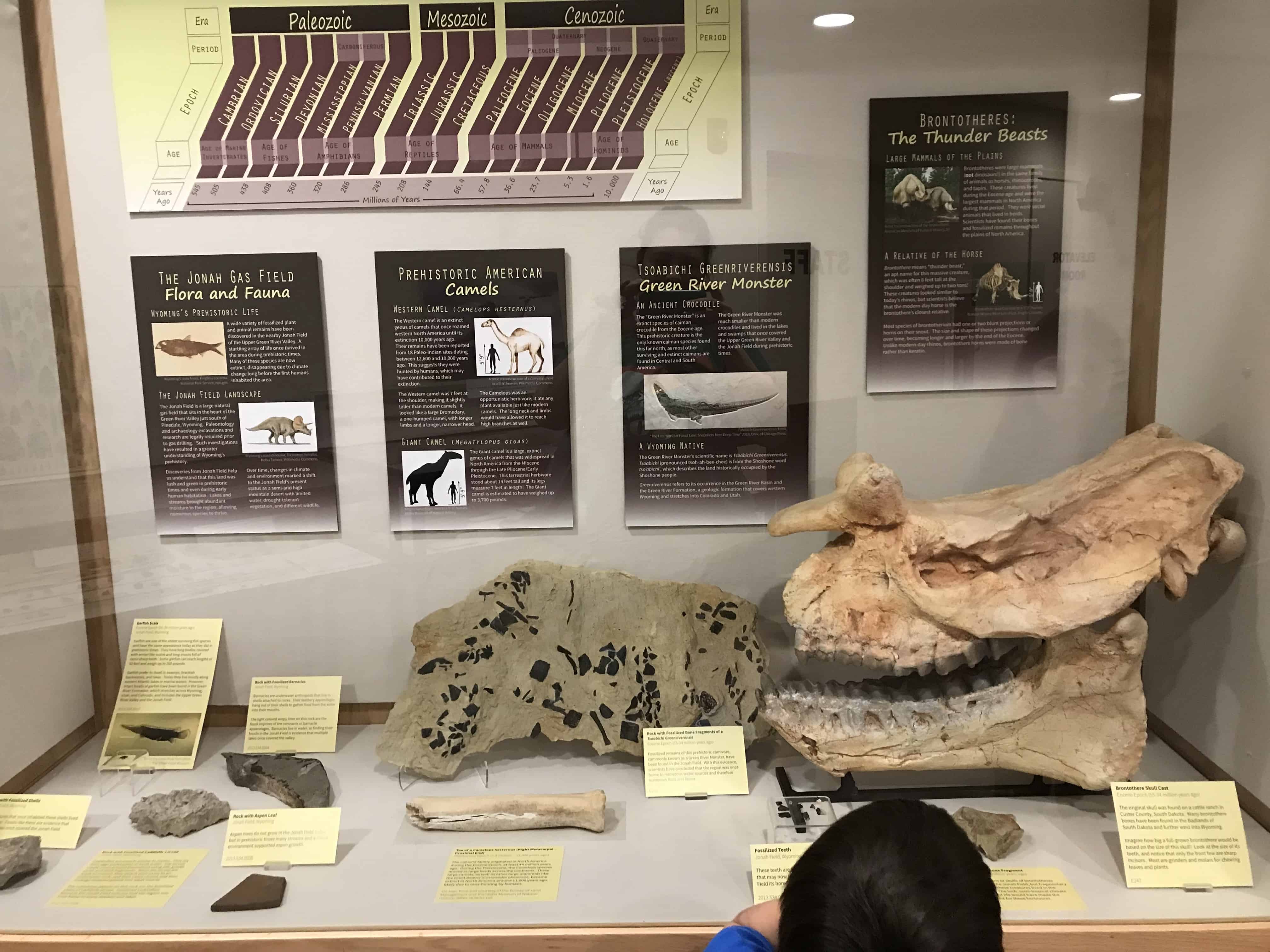 fossil case display