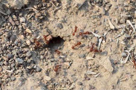 red ants on dirt