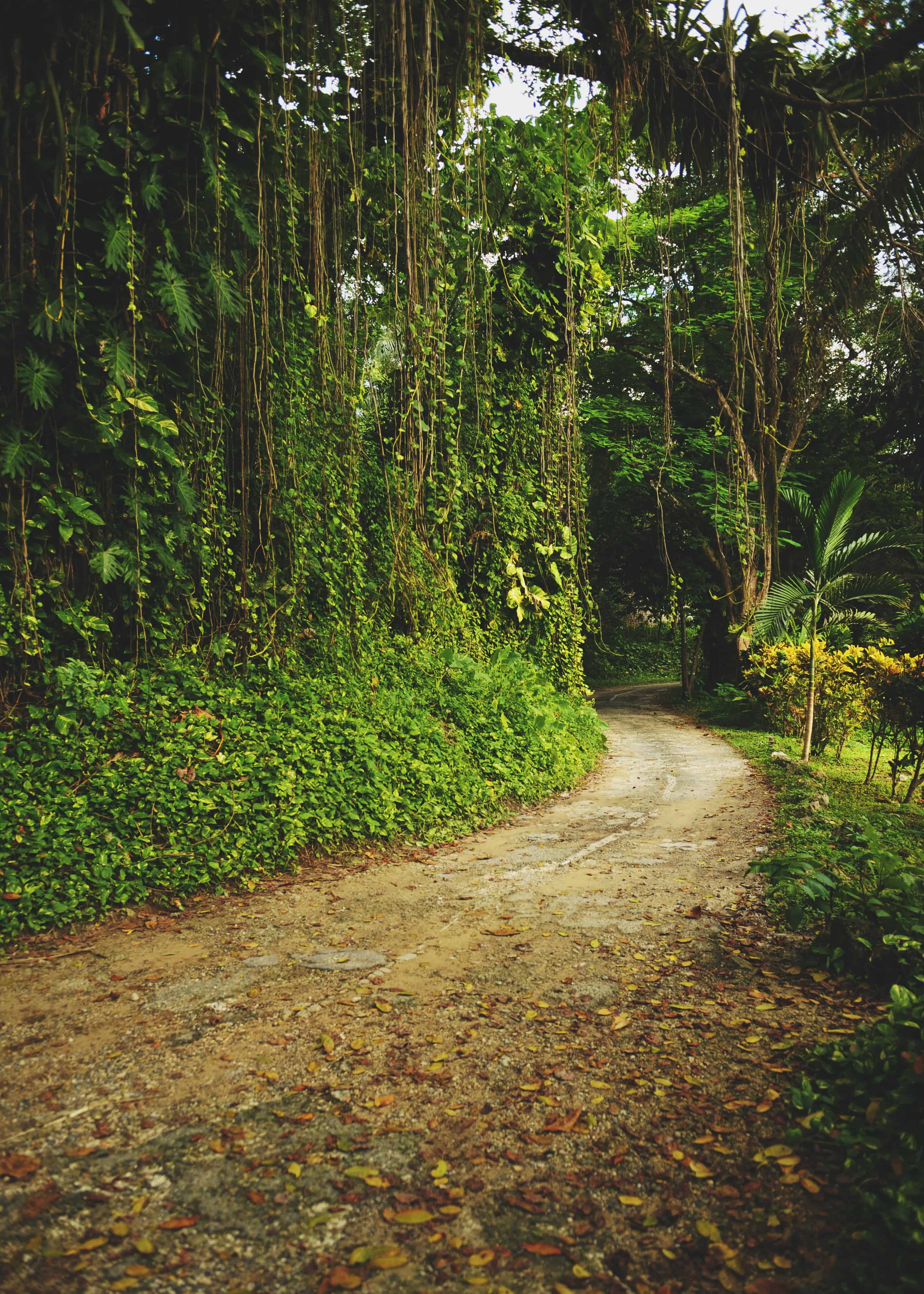 Dirt road in Jamaica