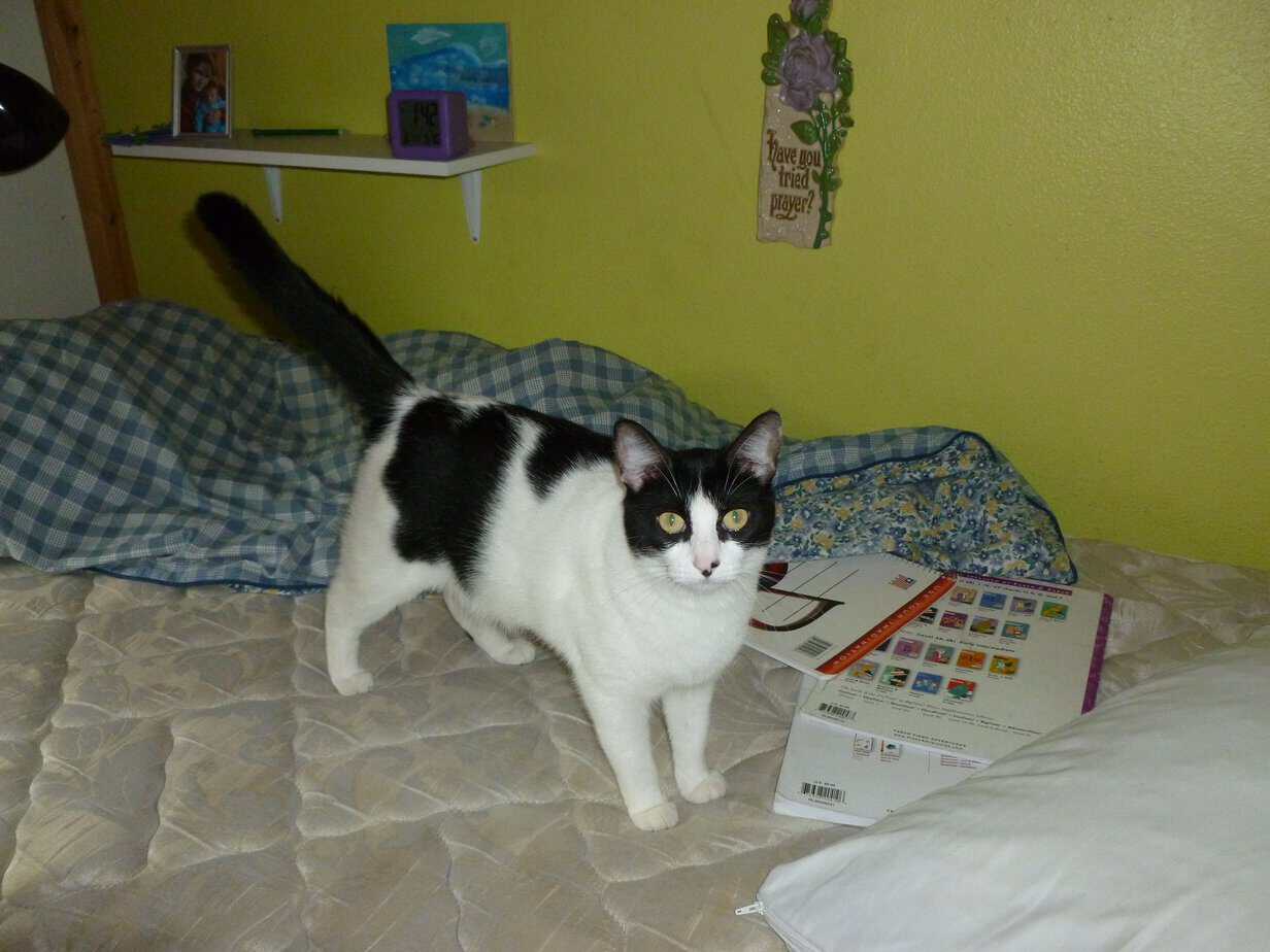 My daughter's cat on her unmade bed at bedtime.