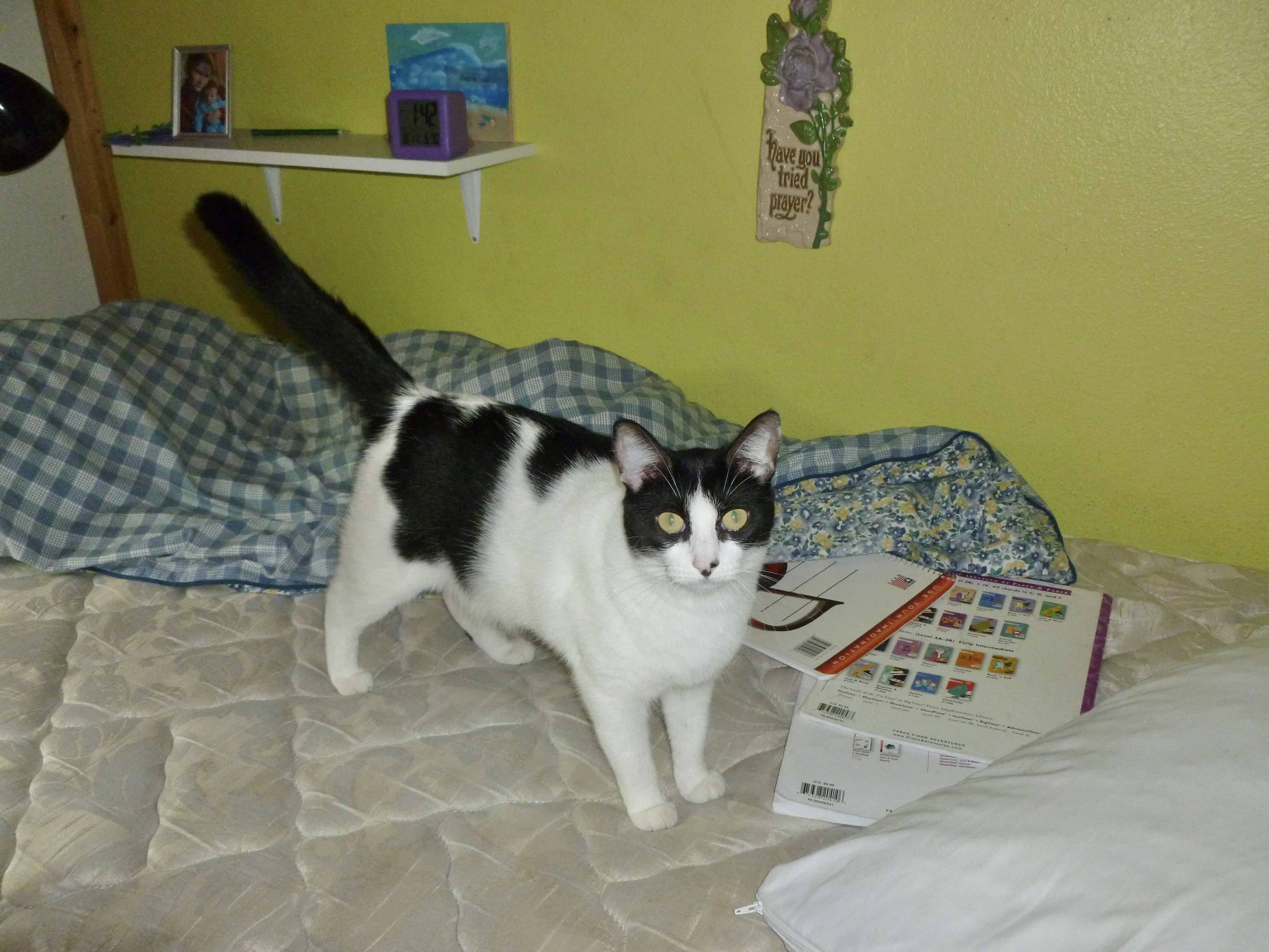 cat on unmade bed