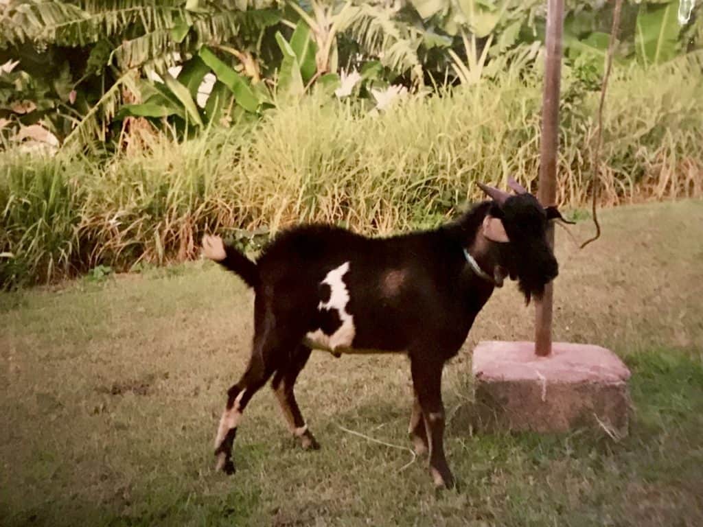 Goat with black and white pelt. Curried goat is a traditional dish for Christmas in Jamaica.