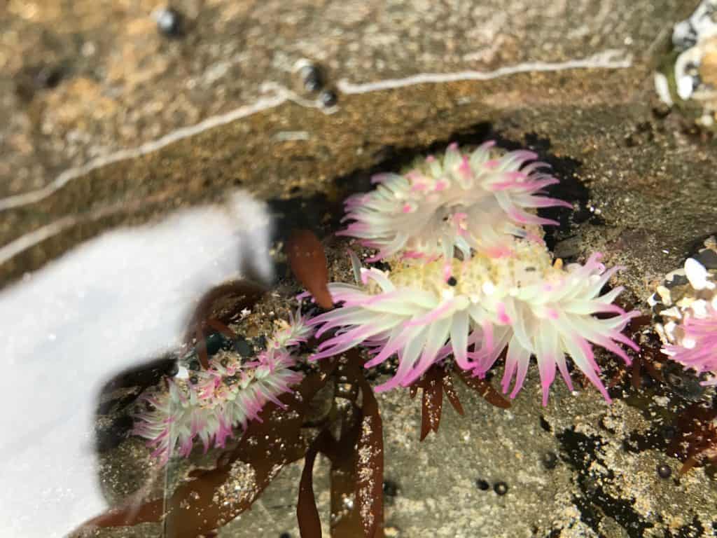 pink-tipped sea anemones in natural tide pool