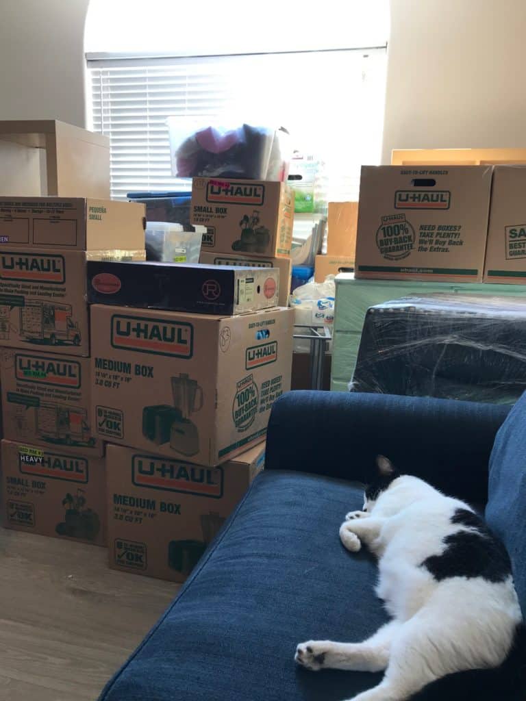 cat sleeping on couch surrounded by moving boxes