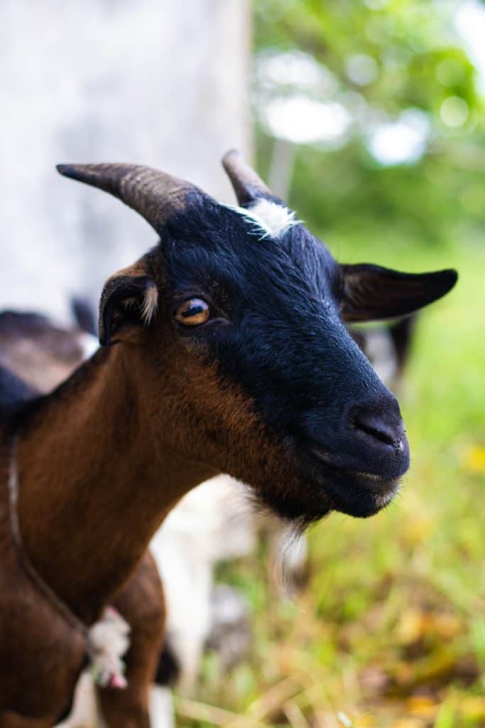 brown and black goat close up face