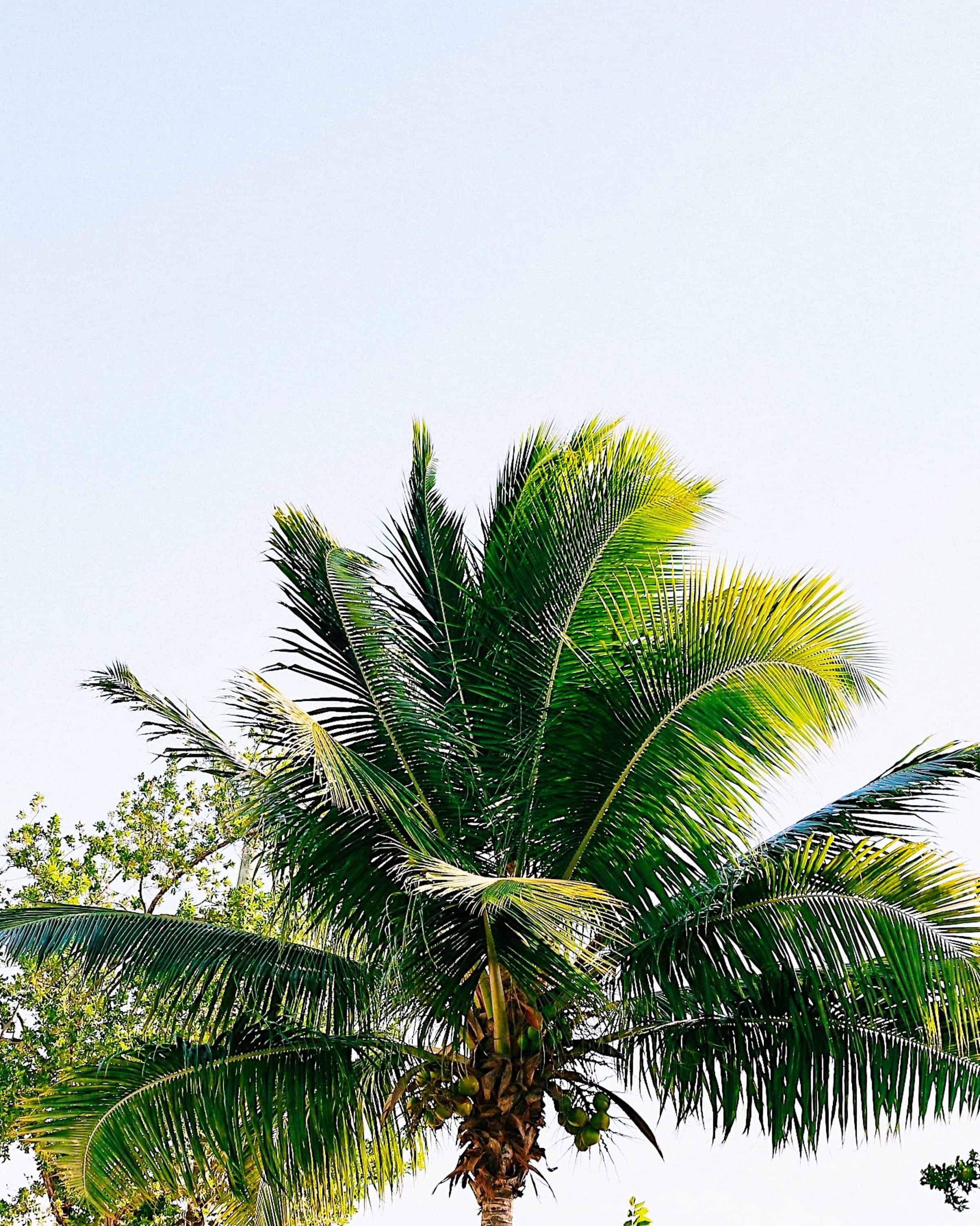 coconut palm tree top
