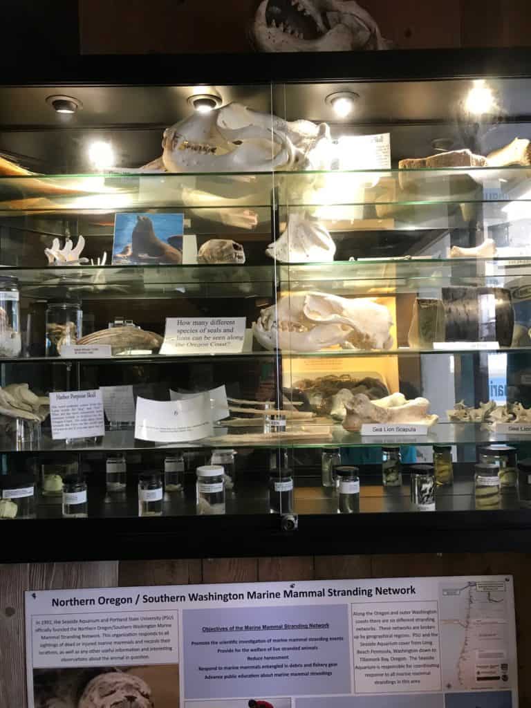 Display of various marine animal skeletons and artifacts at the Seaside Aquarium in Oregon.