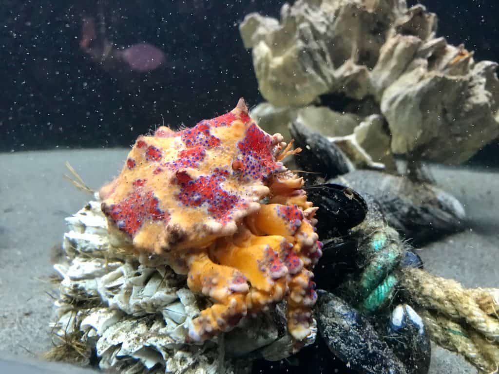 Colorful marine life at the aquarium. The Seaside Aquarium is one of the best things to do with kids in Seaside, Oregon.