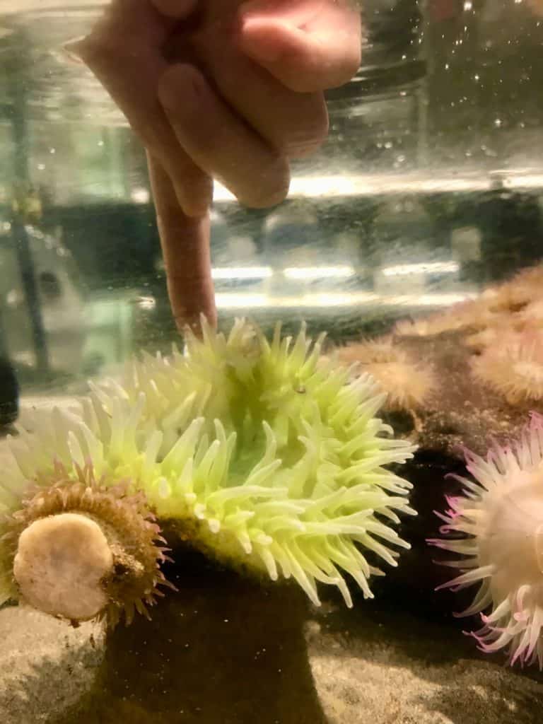 Finger touching sea anemone in touch tank. The aquarium in Seaside, Oregon has several touch tanks.
