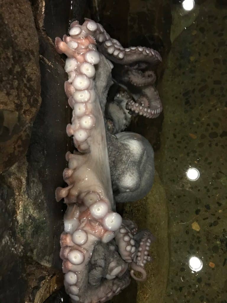 Pacific octopus in tank. The Seaside Aquarium in Seaside Oregon is a favorite with kids.