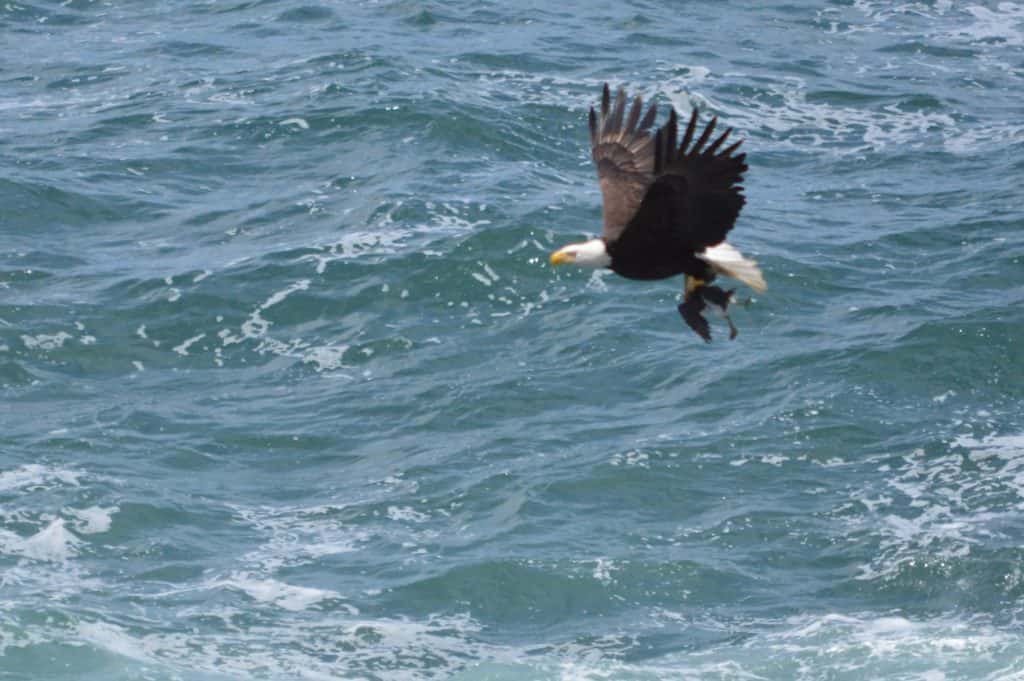 Eagle in flight over ocean. oregon coast with kids.