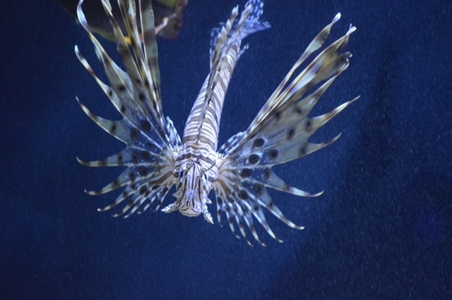 Lionfish at the Newport Aquarium. No visit to the Oregon Coast with kids is complete without a stop here!