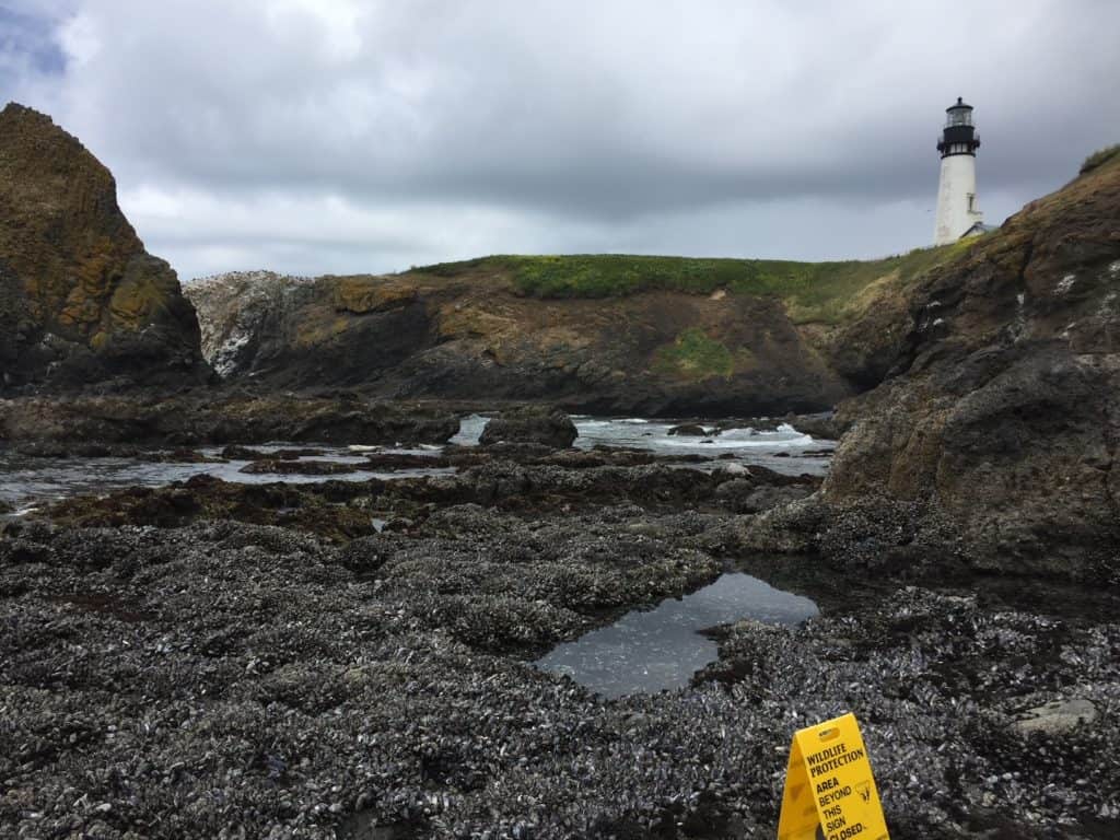 Protected area near Yaquina Head. This will be a highlight of any Oregon Coast vacation with kids.