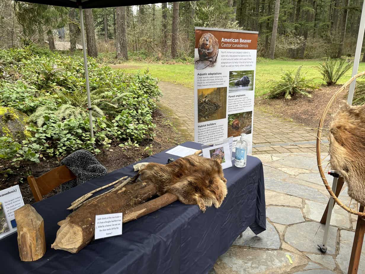 An informative display about beaver welcomes visitors at Silver Falls State Park.
