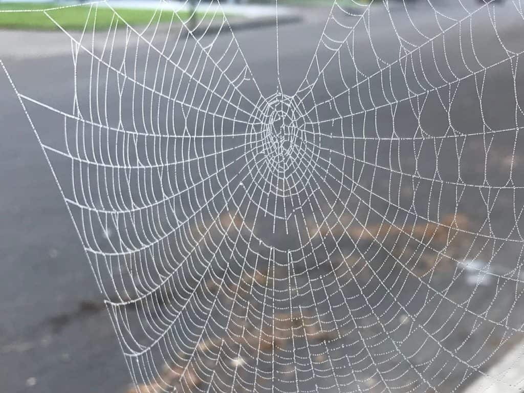 Spider web with dewdrops on it.