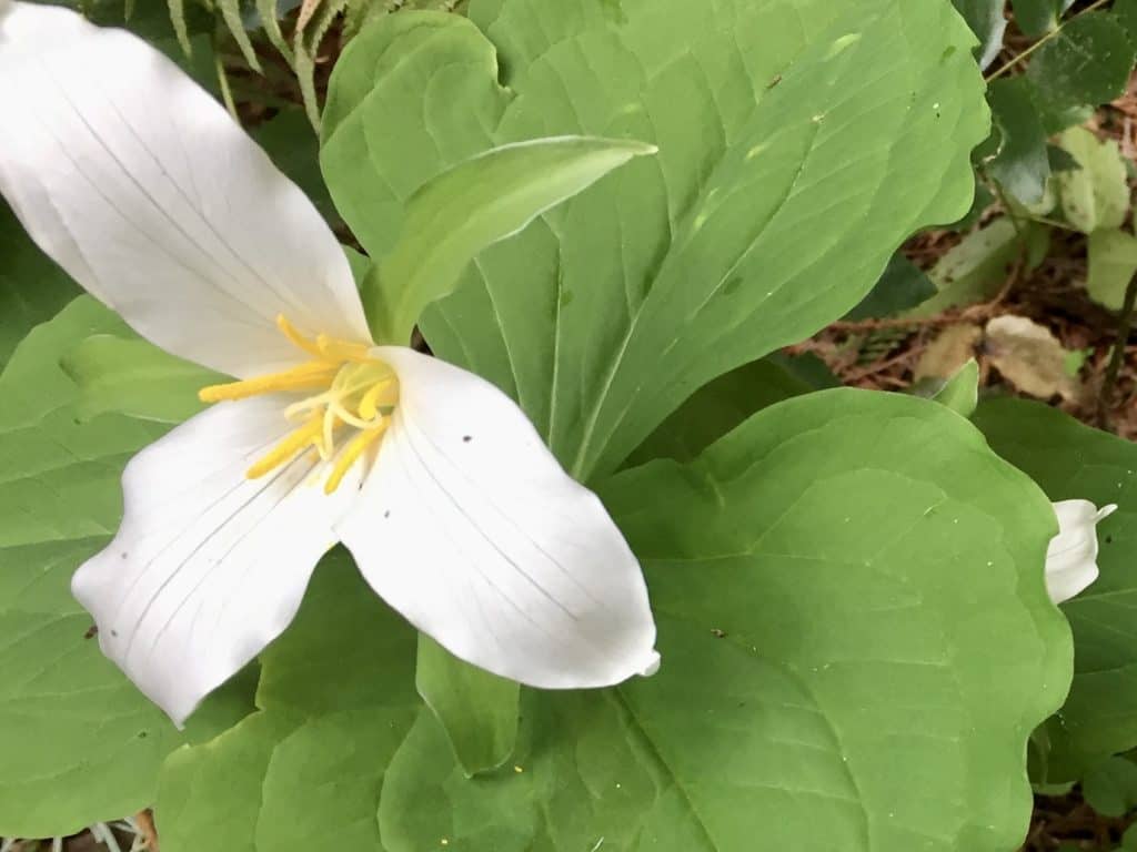 Trillium flower, one of Oregon's native plants, can often be seen at Silver Falls State Park