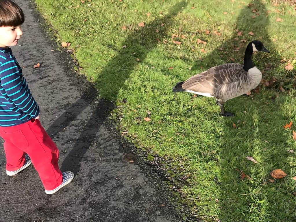 Boy chasing goose.