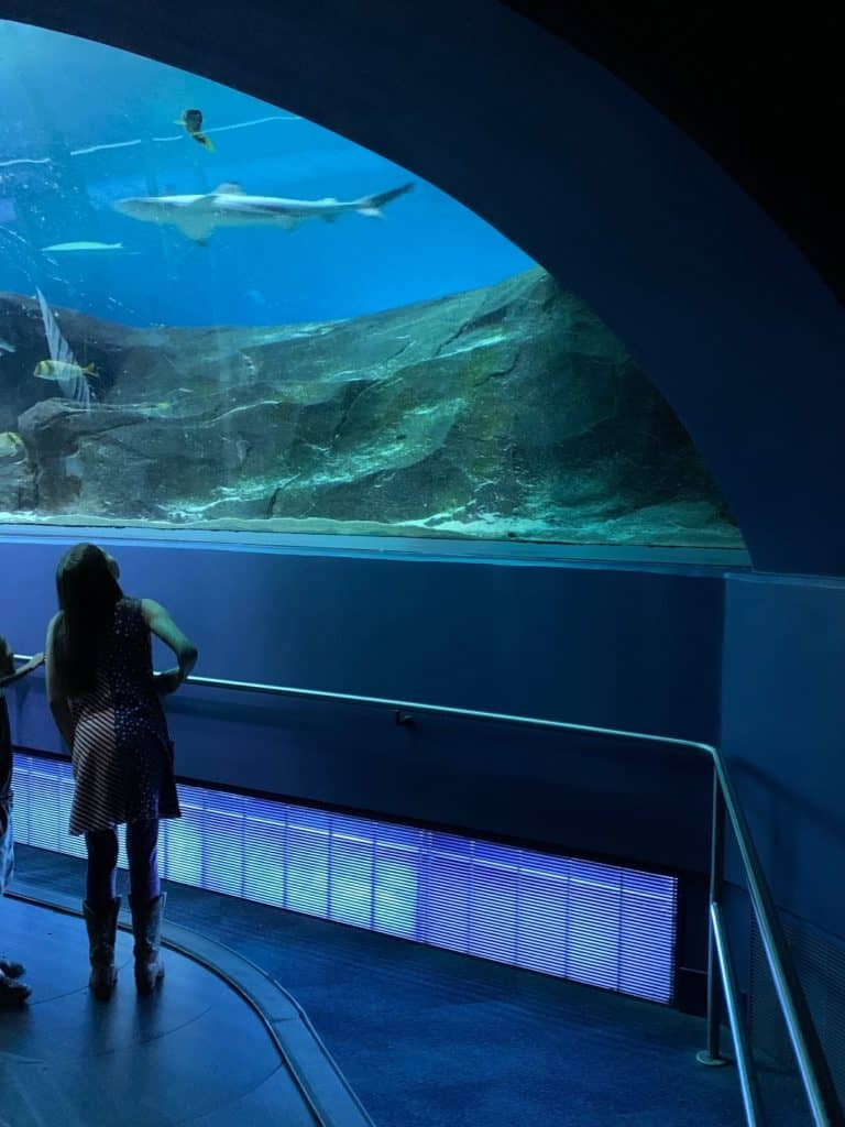 Tunnel tank at the Georgia Aquarium