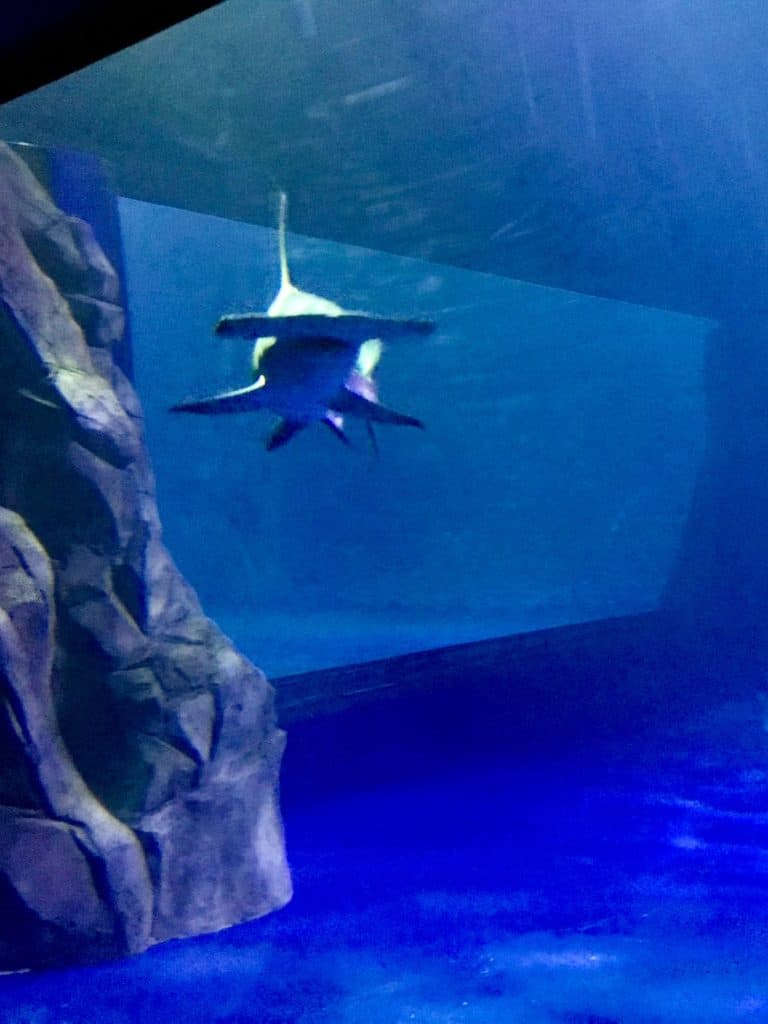 Hammerhead shark in tank at the Georgia Aquarium.