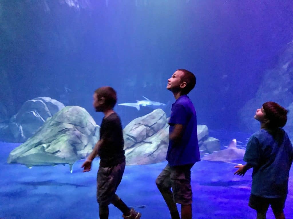 Boys looking at aquarium tank at the Georgia Aquarium.