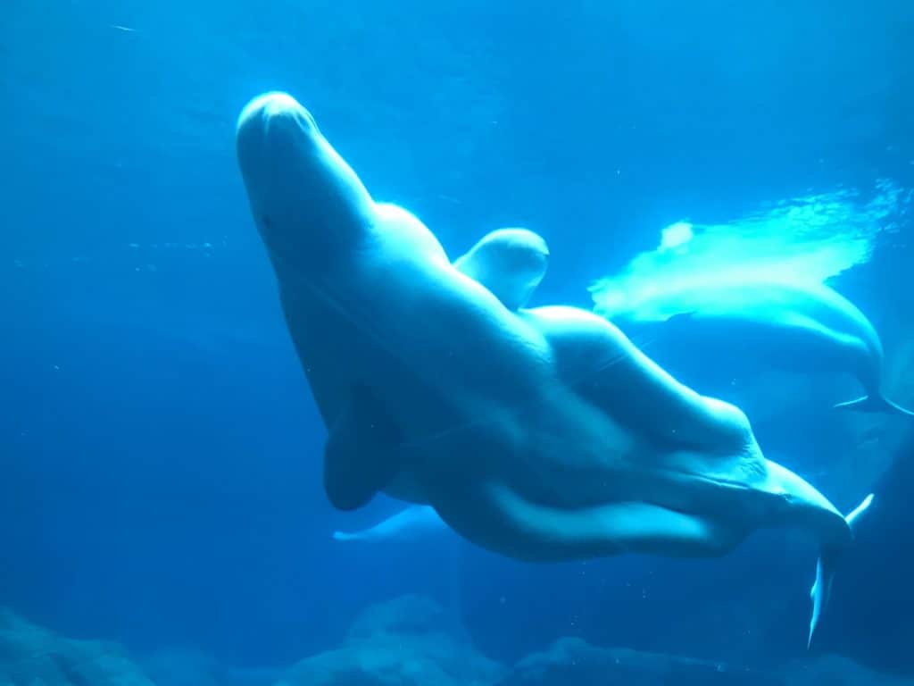 Beluga