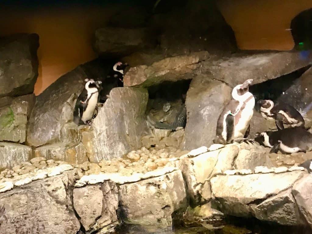 Penguins at the Georgia Aquarium