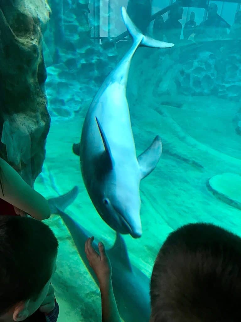 Dolphin in a tank, kids watching from outside.