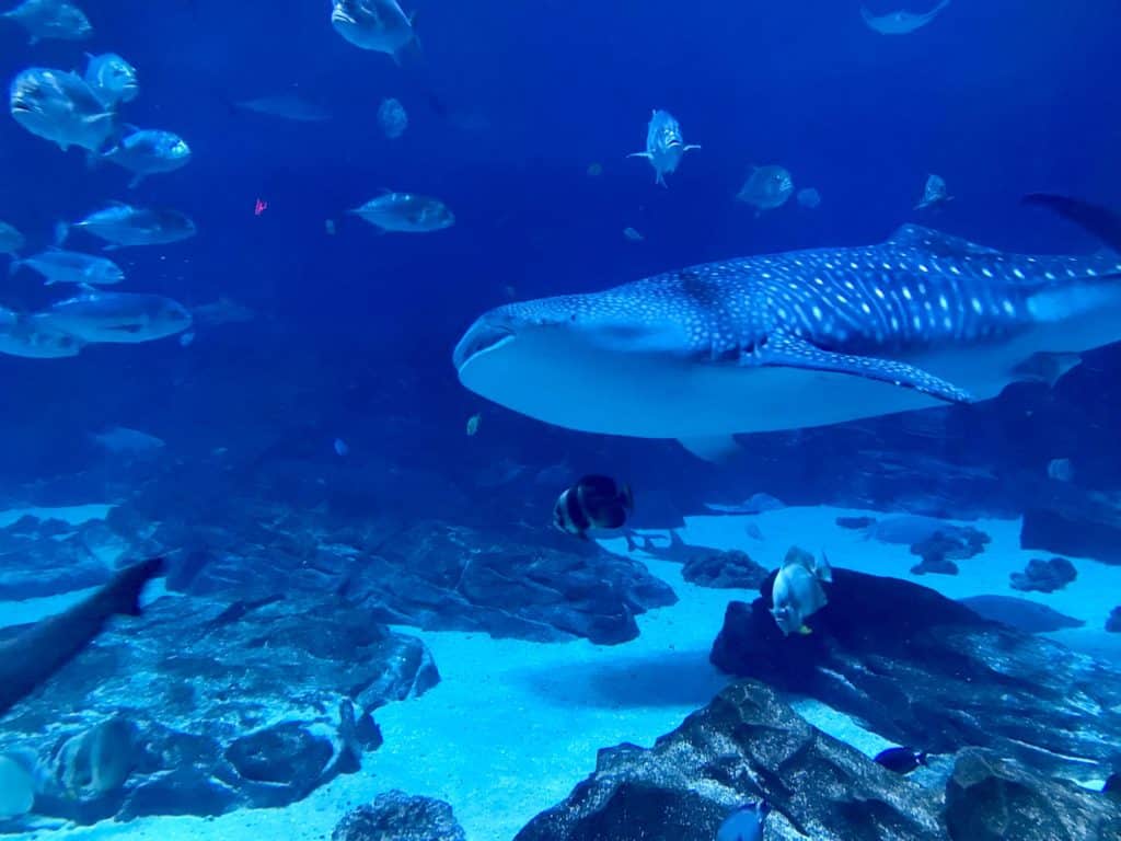 Whale shark in tank at the Georgia Aquarium.