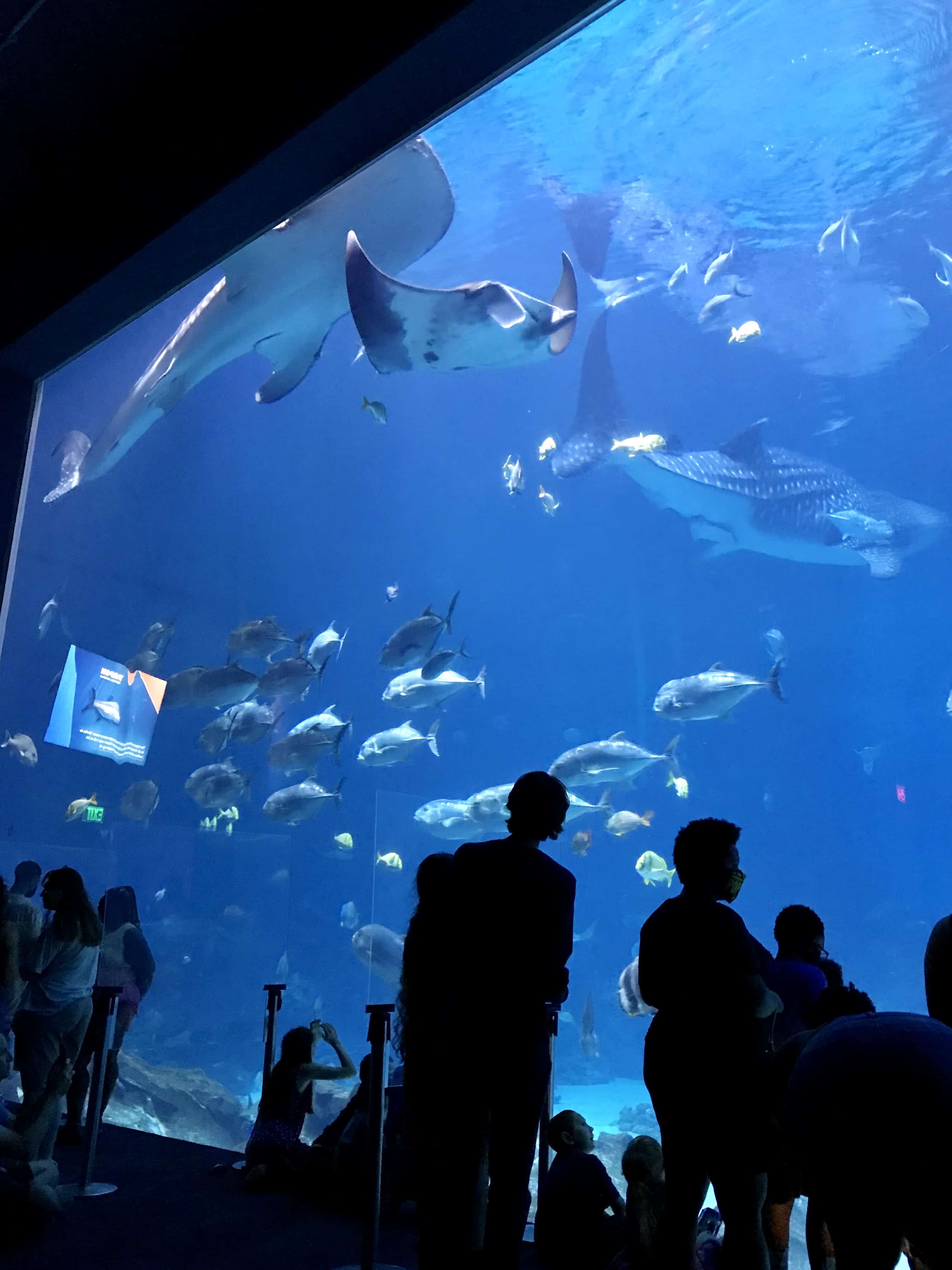 Giant tank at the Georgia Aquarium.