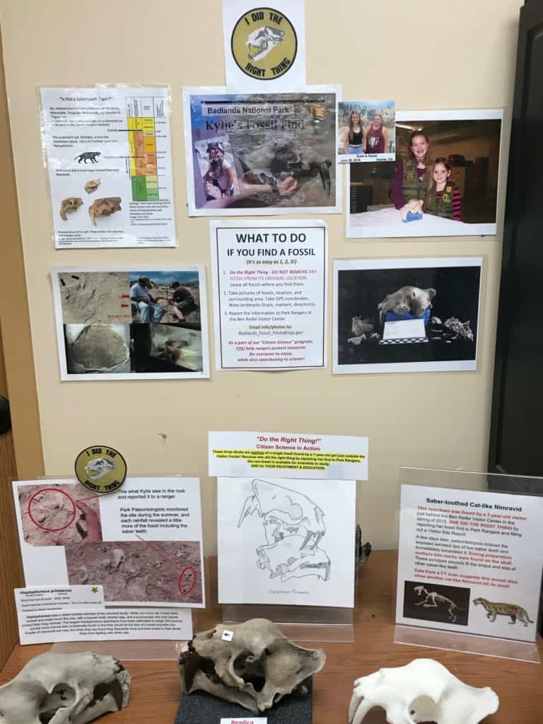 Display explaining what to do if you find a fossil at Badlands NP.