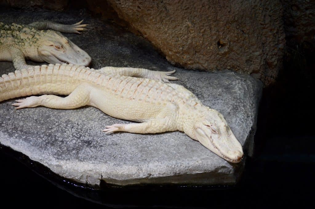 Albino alligator at the Georgia Aquarium