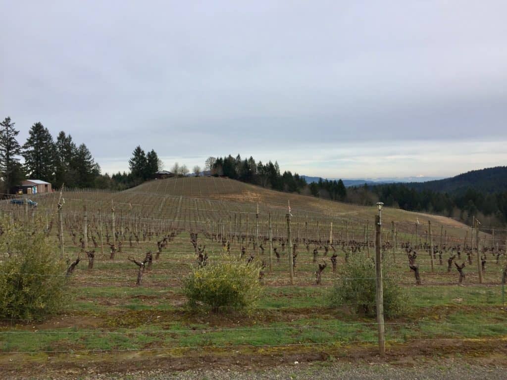 Vineyard near Yamhill. Wineries abound in the McMinnville area.