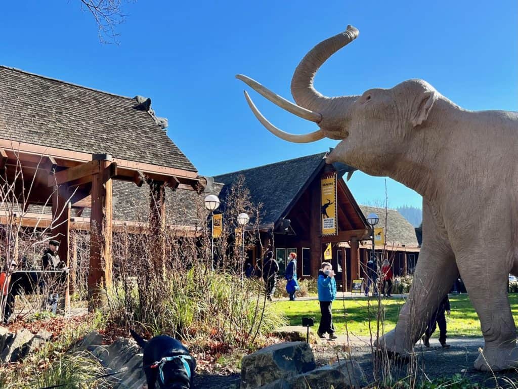 A statue of a mastodon towers over our son at the Museum of Natural and Cultural History. This museum is one of the best sites along the Ice Age Floods National Geologic Trail.