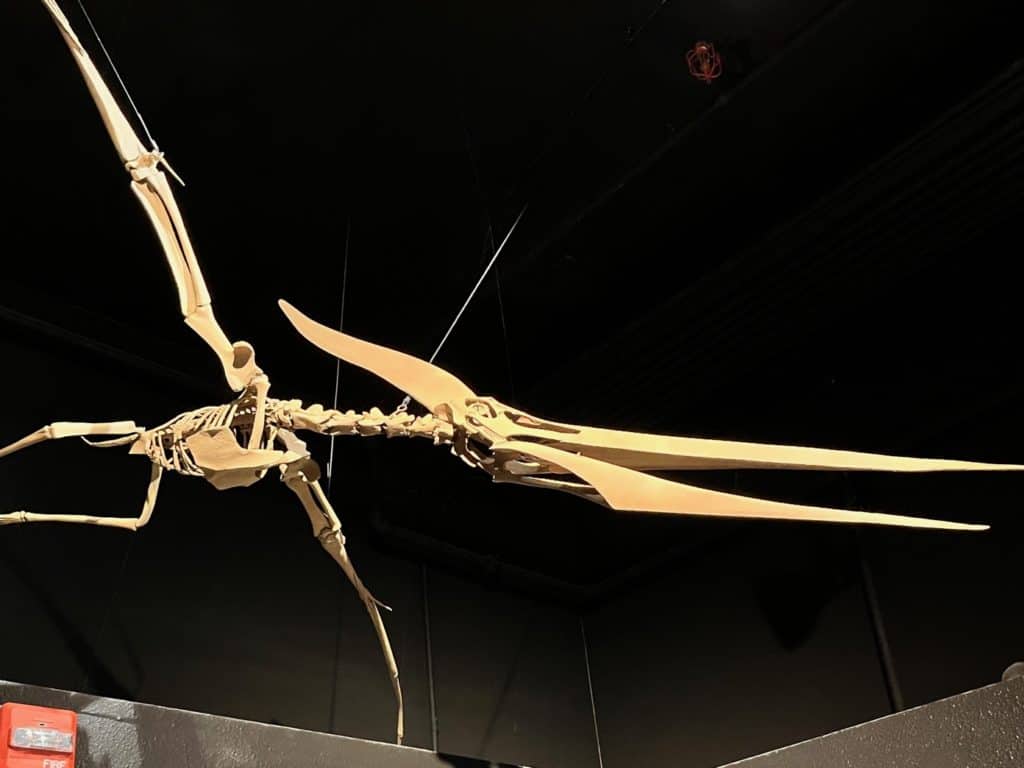 Pterasaur skeleton replica at the Natural History Museum in Eugene.