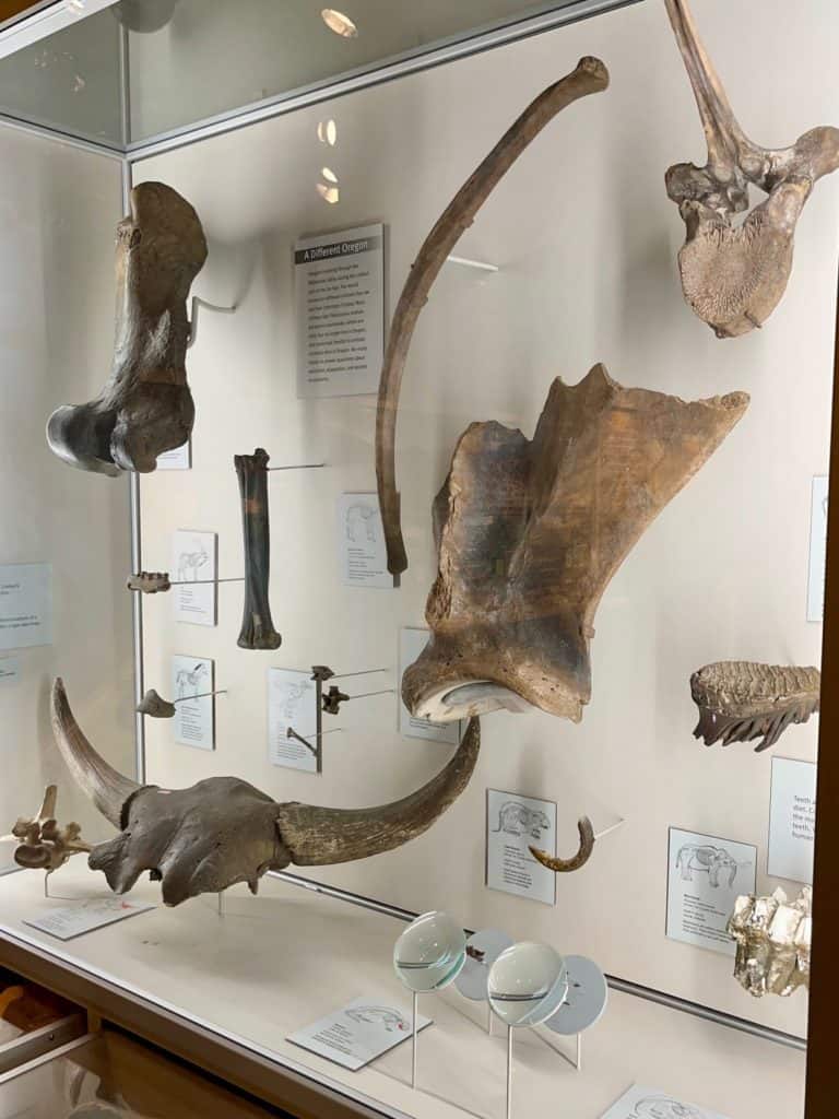 Fossils in glass display cases.