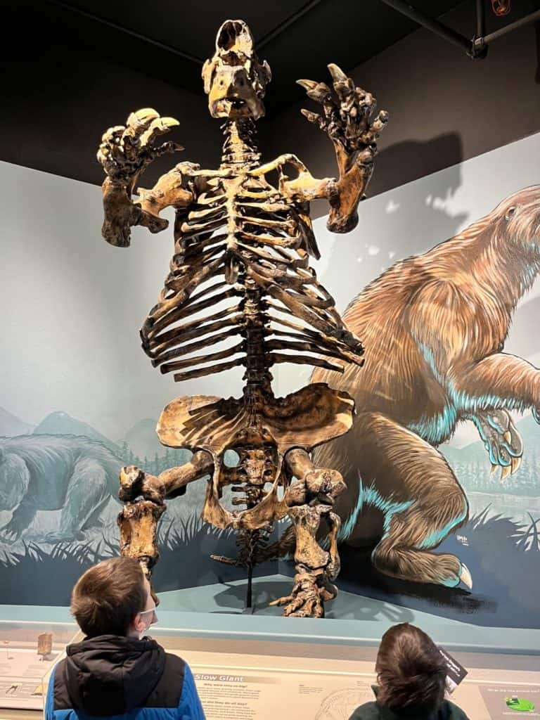 Giant sloth replica at the Natural History Museum in Eugene.