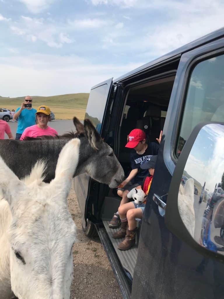 Feeding carrots to the burros at Custer SP.