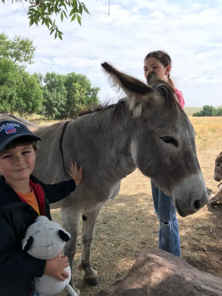 Petting the burros at Custer SP. Although they are not wildlife, burros are a fun animal to interact with near Badlands.