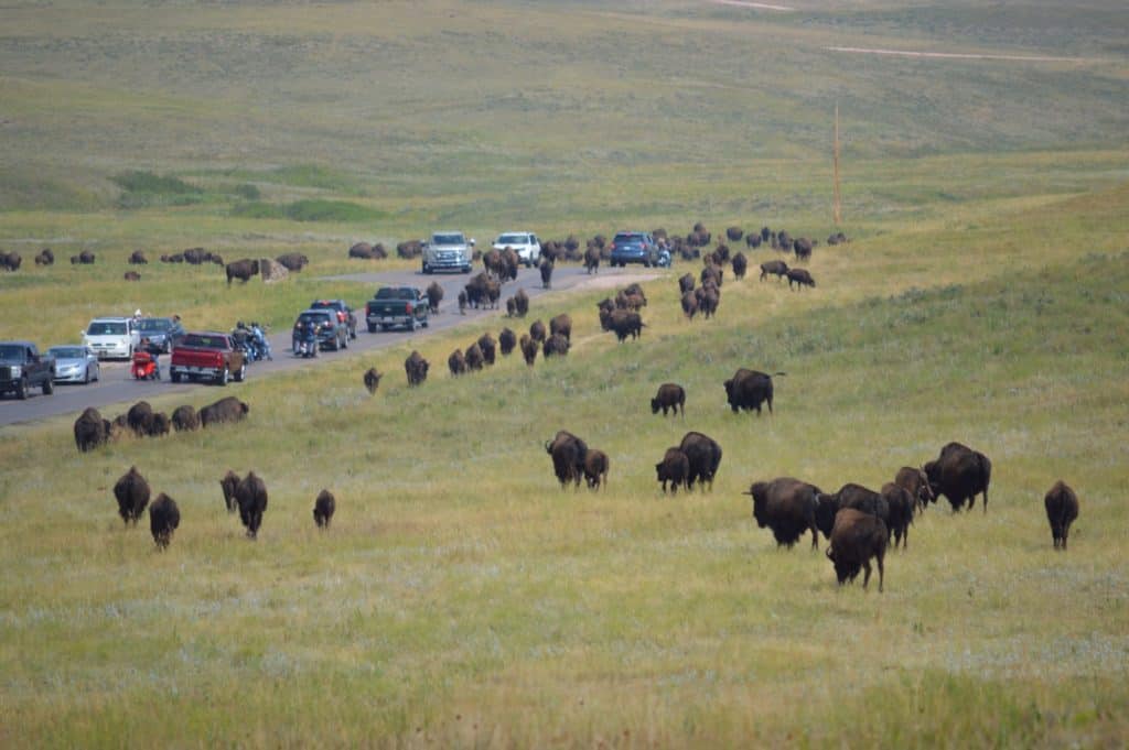 Bison herd in Custer State Park. Many of the Badlands National Park animals can also be seen at other local state and national parks.
