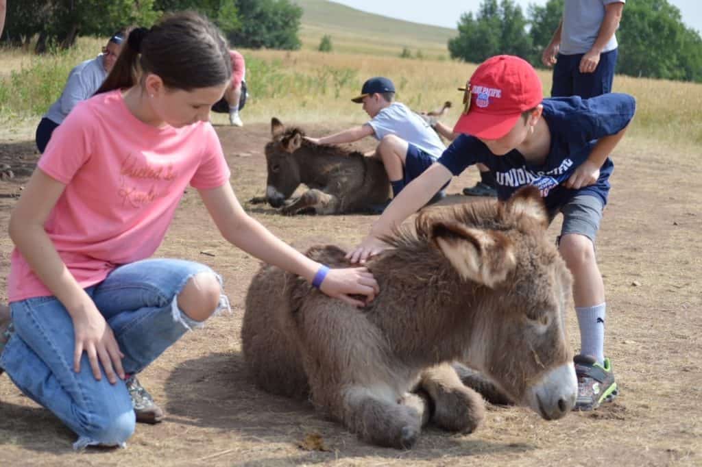 Petting a baby burro.