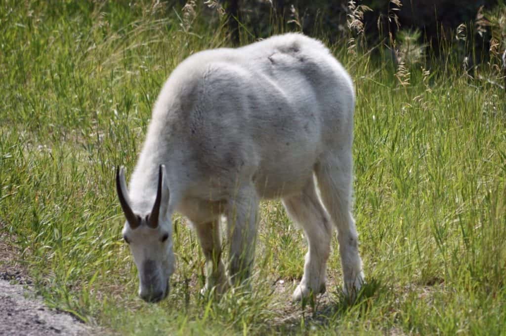 Mountain Goat near Mount Rushmore. There are lots of wildlife viewing opportunities outside of Badlands National park, too.