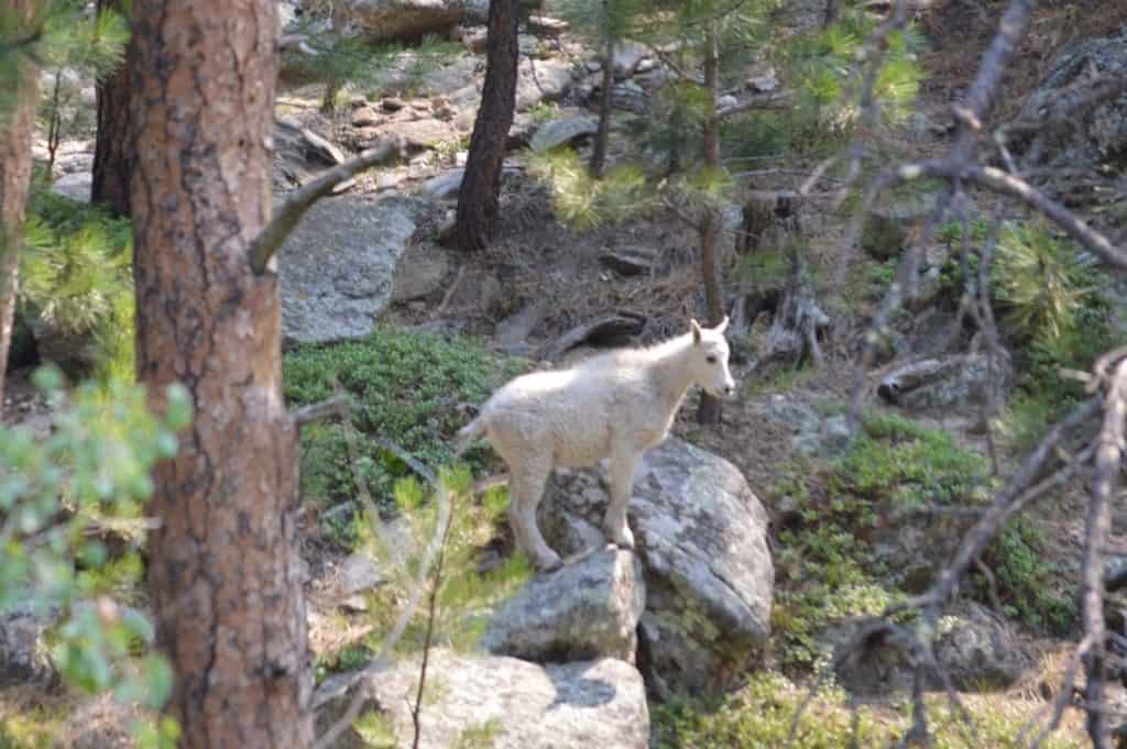 Mountain goat kid. 