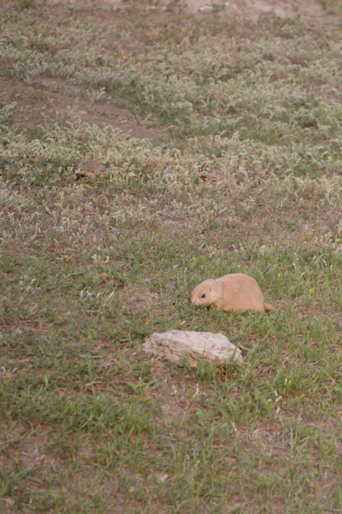 prairie dog off the road at Badlands National Park